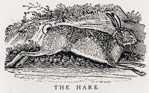 Brown Hare, by Thomas Bewick