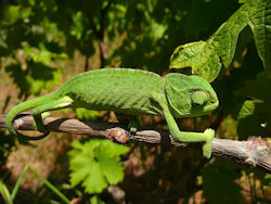A chameleon