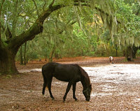 The Carolina Marsh Tacky