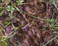 A gelatinous mass of the cyanobacterium Nostoc commune.