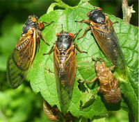 Cicadas on a leaf