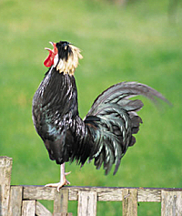 A cockerel crowing on a fence