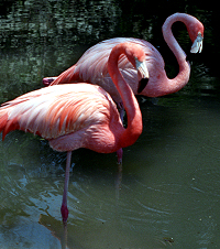 Flamingoes at rest, standing on one leg.